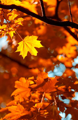 autumn leaves, very shallow focus