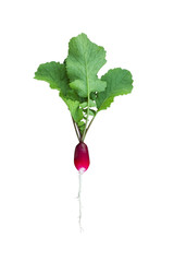 Radish isolated on white with clipping path