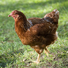 bronze hen