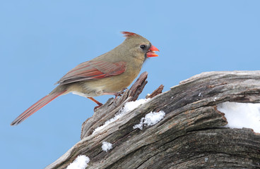 Female Northern Cardinal