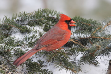 Cardinal In Snow