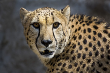 Fototapeta na wymiar Cheetah V