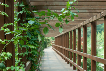 Obraz premium forest