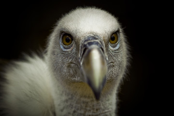 vautour regard tueur rapace carcasse proie charognard