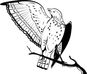 Broad-winged hawk