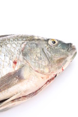 Tilapia / 吳郭魚