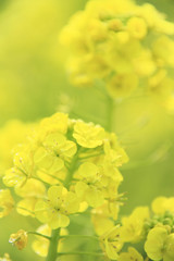 菜の花