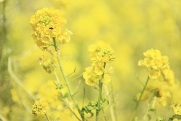 菜の花