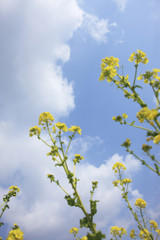 菜の花