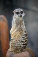 Meerkat portrait