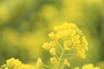 菜の花