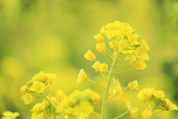 菜の花