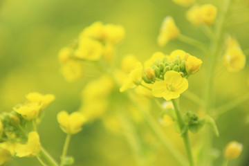 菜の花