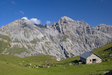Fototapeta na wymiar Pastwisk w okolicy Stelvio
