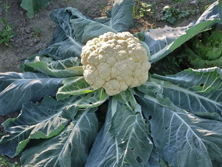 un chou-fleur 'Merveille de toutes saisons'