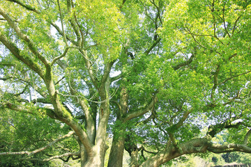 奈良公園飛火野の大楠