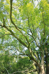 奈良公園飛火野の大楠