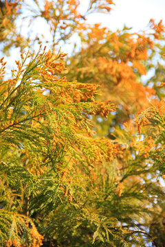 杉花粉images Browse 1 306 Stock Photos Vectors And Video Adobe Stock 杉花粉images Browse 1 306 Stock Photos Vectors And Video Adobe Stock