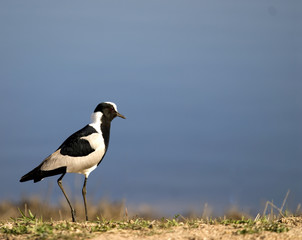 Blacksmith Lapwing