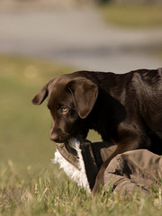 Labrador schoko braun Welpe