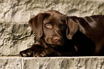 Labrador braun schoko Welpe