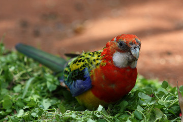 Rosellasittich im Grünen