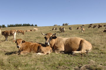 vaches aubrac