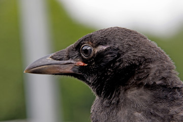 Rabenkrähe Jungvogel Wildvogel