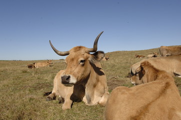 vaches aubrac