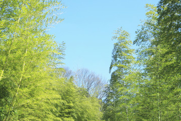Fototapeta premium 竹林