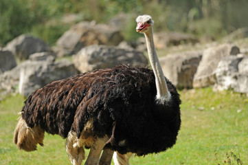 Zoo 34
