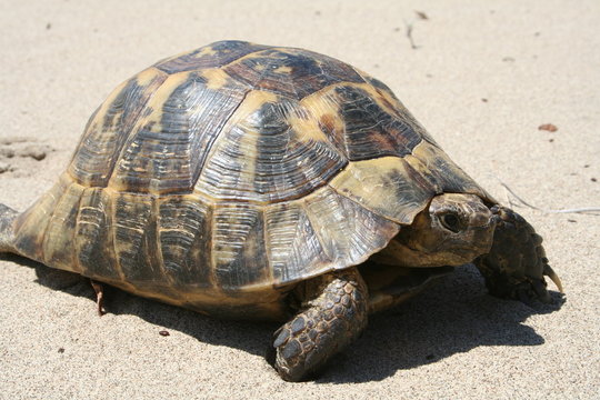 Schildkr&ouml;te