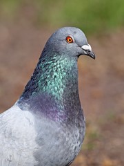 Rock Pigeon