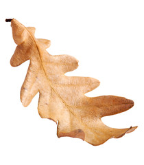 Fototapeta premium Autumn Oak Leaf isolated on white background