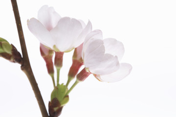 Obraz premium Kwiaty wiśni