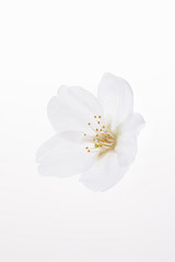 Fototapeta premium 桜