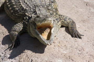 alligatore del mississippi