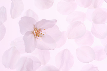 Fototapeta na wymiar 桜