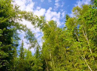 Obraz premium Green summer forest