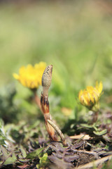 土筆とタンポポ