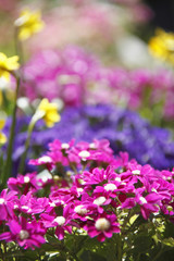 Obraz premium 春の花