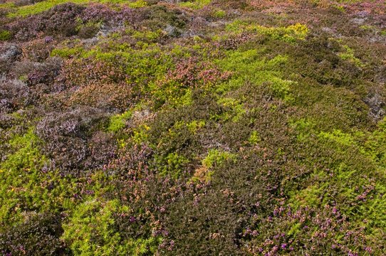 Tapis de bruy&egrave;res et d'ajonc dans la lande du Cap Frehel
