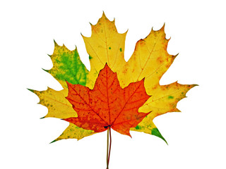 vivid colorful autumn leaves isolated on white background