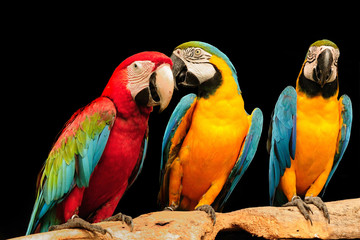 Macaws