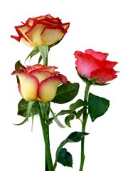Obraz premium three roses