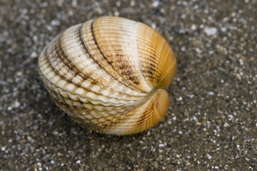 Coquillage sur la plage et les rochers