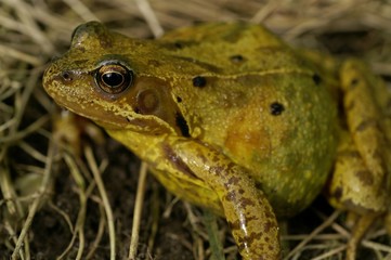 Crapaud