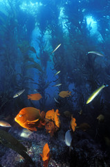 Kelp forest scene with garibaldis