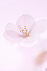Fototapeta na wymiar 桜の花びらとワイングラス