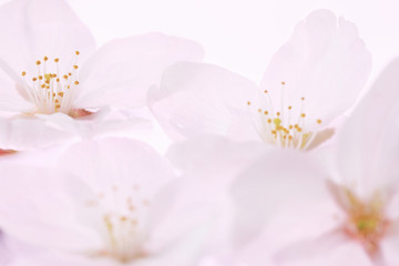 Fototapeta na wymiar 桜の花びらとワイングラス